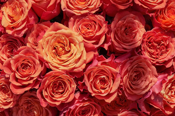 Red roses background. Mothers day, Valentines Day, Birthday celebration concept. Top view
