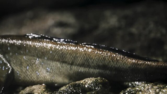 Periophthalmus is a genus of fish in the family Gobiidae, native to coastal mangrove wood- and shrubland in the Indo-Pacific region. It is one of the genera commonly known as mudskippers.
