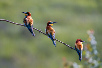 European Bee-eater, Merops apiaster, Merops