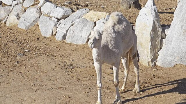 dromedary, Arabian camel (Camelus dromedarius)