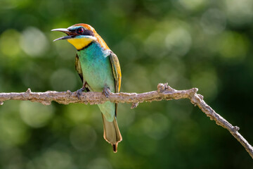 European Bee-eater, Merops apiaster, Merops
