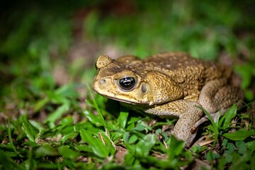 Cane toad, Rhinella marina, on a lawn