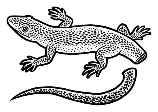 Lizard with self amputated tail Autotomy sketch engraving PNG illustration. T-shirt apparel print design. Scratch board imitation. Black and white hand drawn image.