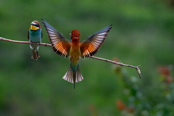 European Bee-eater, Merops apiaster, Merops