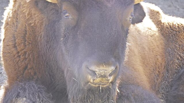 American bison or simply bison