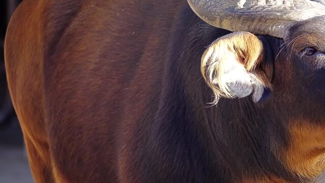 African forest buffalo (Syncerus caffer nanus)