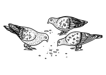 pigeons peck seeds on the ground sketch engraving PNG illustration. T-shirt apparel print design. Scratch board imitation. Black and white hand drawn image.