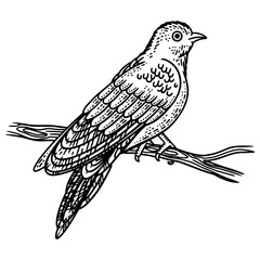 cuckoo bird sketch engraving PNG illustration. T-shirt apparel print design. Scratch board imitation. Black and white hand drawn image.