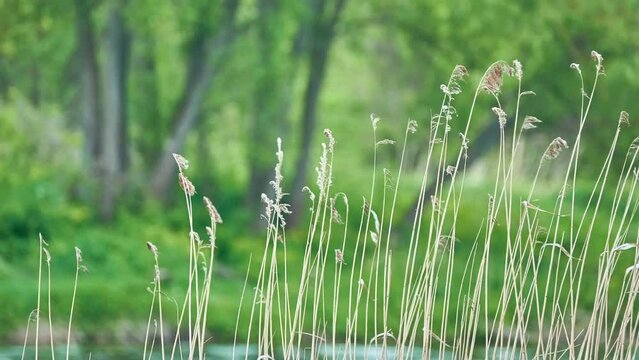 Dactylis glomerata, cock's-foot, orchard grass, or cat grass (due to its popularity for use with domestic cats) is common species of grass in genus Dactylis.