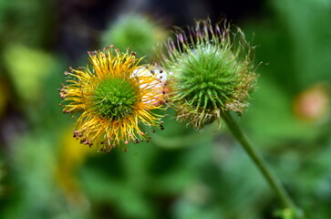 Welkende Blüte eines Nelkenwurz