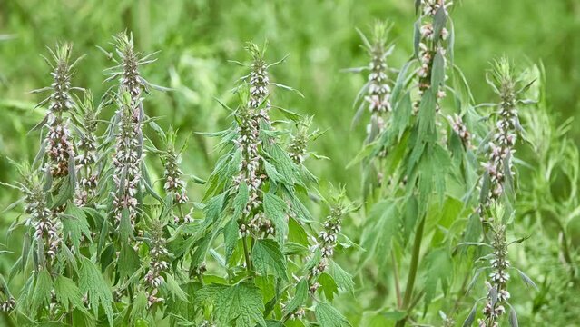 Leonurus cardiaca, known as motherwort, is herbaceous perennial plant in mint family, Lamiaceae. Other common names include throw-wort, lion's ear, and lion's tail.