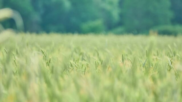 Rye (Secale cereale) is grass grown extensively as grain, cover crop and forage crop. It is member of wheat tribe (Triticeae) and is closely related to both wheat (Triticum) and barley (genus Hordeum)