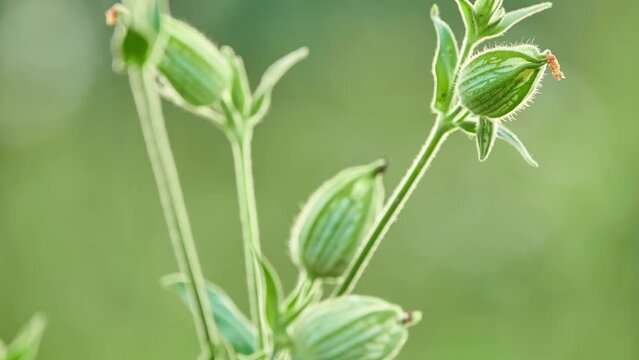 Silene noctiflora is flowering plant in family Caryophyllaceae known by common names night-flowering catchfly, nightflowering silene and clammy cockle.