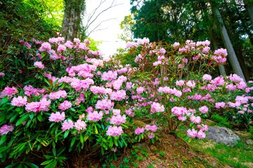 長安寺のシャクナゲ