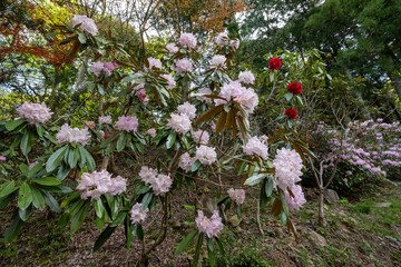 長安寺のシャクナゲ