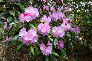 長安寺のシャクナゲ
