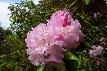 長安寺のシャクナゲ