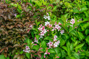 View of Daisy flowers during spring