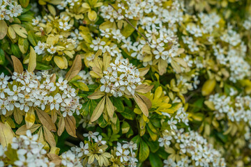 View of Daisy flowers during spring