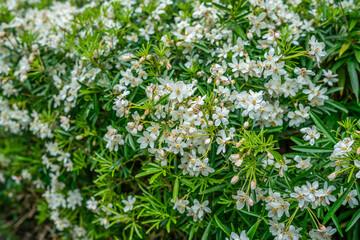 View of Daisy flowers during spring