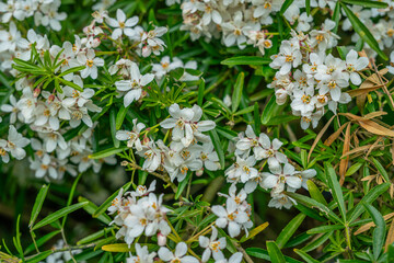 View of Daisy flowers during spring