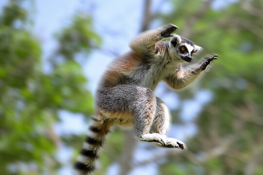 The ring-tailed lemur, Lemur catta jumping on wood branch in a forest. Lemur catta is a large primate and the most recognized lemur due to its long, black and white ringed tail