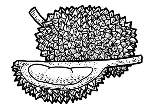 recommend clip art: Durian fruit sketch engraving PNG illustration. T-shirt apparel print design. Scratch board imitation. Black and white hand drawn image.