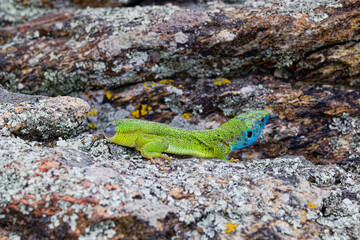 The Tailless Survivor: A Lizard's Tale. A lizard that has lost its tail, likely due to a predator's attack or a defensive mechanism. Despite this loss, the lizard appears healthy and alert.