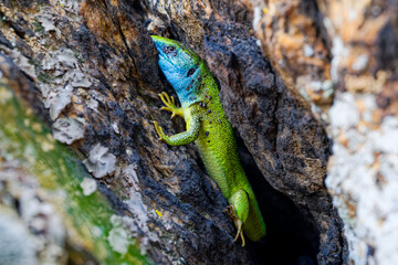 The Tailless Survivor: A Lizard's Tale. A lizard that has lost its tail, likely due to a predator's attack or a defensive mechanism. Despite this loss, the lizard appears healthy and alert.