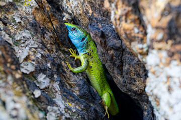 The Tailless Survivor: A Lizard's Tale. A lizard that has lost its tail, likely due to a predator's attack or a defensive mechanism. Despite this loss, the lizard appears healthy and alert.