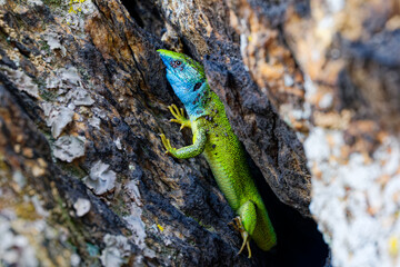 The Tailless Survivor: A Lizard's Tale. A lizard that has lost its tail, likely due to a predator's attack or a defensive mechanism. Despite this loss, the lizard appears healthy and alert.