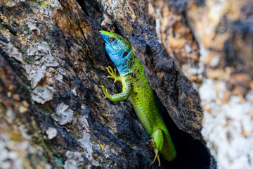The Tailless Survivor: A Lizard's Tale. A lizard that has lost its tail, likely due to a predator's attack or a defensive mechanism. Despite this loss, the lizard appears healthy and alert.