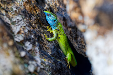 The Tailless Survivor: A Lizard's Tale. A lizard that has lost its tail, likely due to a predator's attack or a defensive mechanism. Despite this loss, the lizard appears healthy and alert.