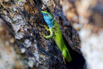 The Tailless Survivor: A Lizard's Tale. A lizard that has lost its tail, likely due to a predator's attack or a defensive mechanism. Despite this loss, the lizard appears healthy and alert.