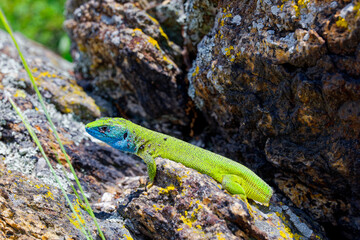 The Tailless Survivor: A Lizard's Tale. A lizard that has lost its tail, likely due to a predator's attack or a defensive mechanism. Despite this loss, the lizard appears healthy and alert.