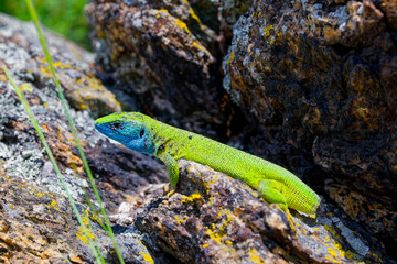 The Tailless Survivor: A Lizard's Tale. A lizard that has lost its tail, likely due to a predator's attack or a defensive mechanism. Despite this loss, the lizard appears healthy and alert.