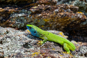The Tailless Survivor: A Lizard's Tale. A lizard that has lost its tail, likely due to a predator's attack or a defensive mechanism. Despite this loss, the lizard appears healthy and alert.