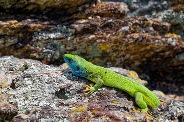 The Tailless Survivor: A Lizard's Tale. A lizard that has lost its tail, likely due to a predator's attack or a defensive mechanism. Despite this loss, the lizard appears healthy and alert.
