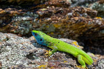 The Tailless Survivor: A Lizard's Tale. A lizard that has lost its tail, likely due to a predator's attack or a defensive mechanism. Despite this loss, the lizard appears healthy and alert.
