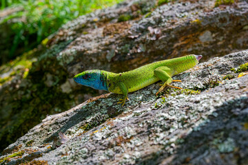 The Tailless Survivor: A Lizard's Tale. A lizard that has lost its tail, likely due to a predator's attack or a defensive mechanism. Despite this loss, the lizard appears healthy and alert.