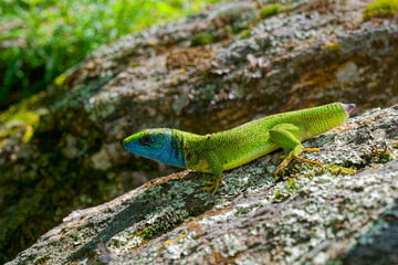 The Tailless Survivor: A Lizard's Tale. A lizard that has lost its tail, likely due to a predator's attack or a defensive mechanism. Despite this loss, the lizard appears healthy and alert.