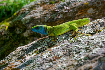 The Tailless Survivor: A Lizard's Tale. A lizard that has lost its tail, likely due to a predator's attack or a defensive mechanism. Despite this loss, the lizard appears healthy and alert.