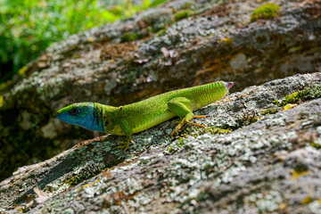 The Tailless Survivor: A Lizard's Tale. A lizard that has lost its tail, likely due to a predator's attack or a defensive mechanism. Despite this loss, the lizard appears healthy and alert.