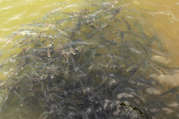 Catfish Swarming in the Water in Portugal