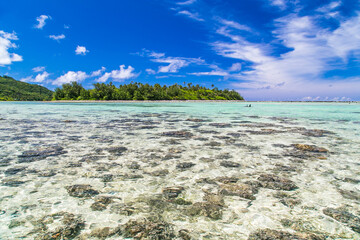 Tropical lagoon in Rarotonga, coast with corals. Azure blue sky with clouds and turquoise water during sunny day. Tropical bay. Blue sea with crystal clear water. Palm trees in distance.