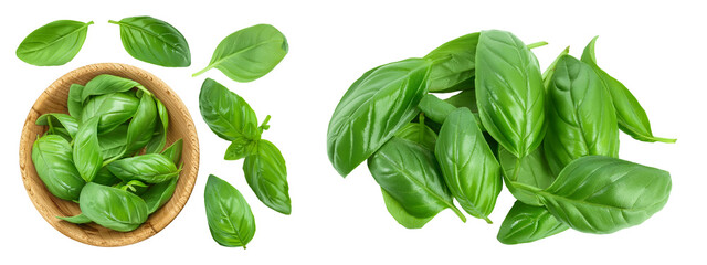 Fresh basil leaf in wooden bowl isolated on white background . Top view with copy space for your...