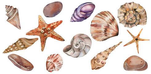 Watercolor Set with Marine Theme. Shells, Starfish. Element for Postcards, Posters, Flyers, Logos Of Travel Agencies, Beach Accessories, Travel List, Stationery, Textiles