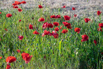 red poppies in the field