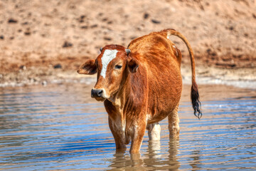 africa single cow cattle drinking water at the waterhole