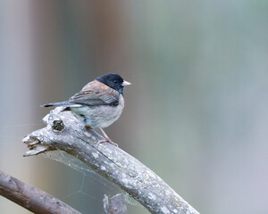 A dark-eyed junco perched on a branch.